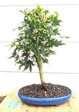 Bonsai Outdoor Acer Palmatum Japanischer Ahorn winterhart 40cm