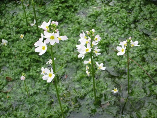 Wasserfeder hottonia palustris - wasserfeder,