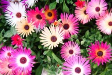 5000 Samen Mittagsblume