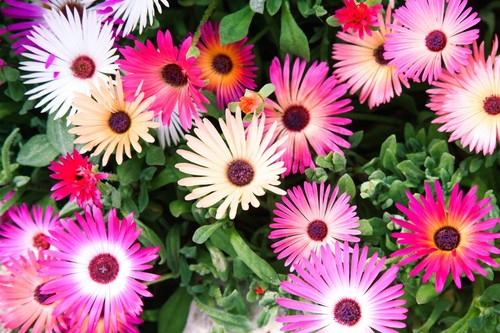 5000 samen mittagsblume - 5000,