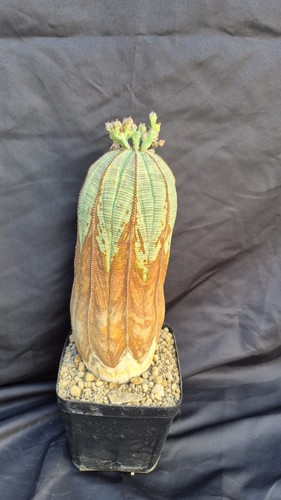 Euphorbia obesa xxl - obesa,