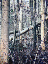 Gerhard Richter - Wald, 2008