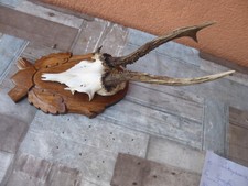 abnormes 3 Stangen Rehbock Geweih / echtes Rehgeweih  / Geweih 23.11.24