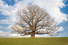 Fototapete VLIES-GROßER BAUM AUF DEM FELD-(4022S)-Nature himmel