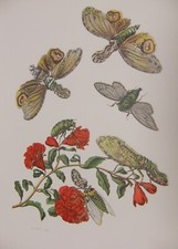 Maria sibylla merian - sibylla,