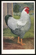Künstler-AK sign.Kurt Zander: Silber-Wyandotte-Hahn 