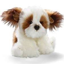 Carl Dick Shih Tzu Hund