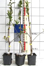 Mespilus germanica "Mispel von