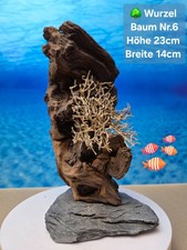 🌳 TOP Aquarium Mopani