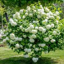 Gewöhnlicher Schneeball