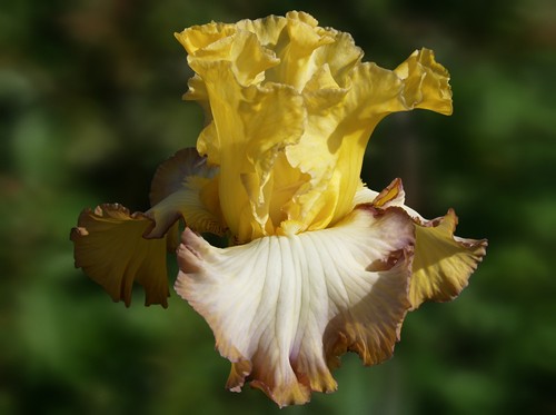 Schwertlilie iris autumn - iris, "