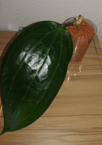 Hoya latifolia - hoya,