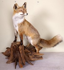 Schöner Fuchs Fox Taxidermy