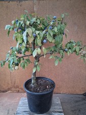 Shohin Bonsai Schlehe Outdoor Rohling