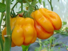 Tomatensamen (7+ Samen)