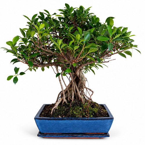 Bonsai chinesische feige ficus - chinesische,