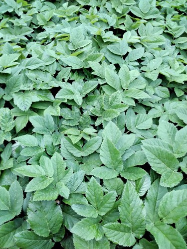Giersch wildgemüse spinat - giersch,