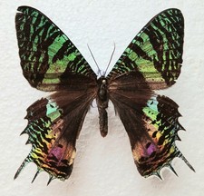 Chrysiridia croesus moth - croesus, set