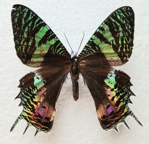 Chrysiridia croesus moth set - chrysiridia,