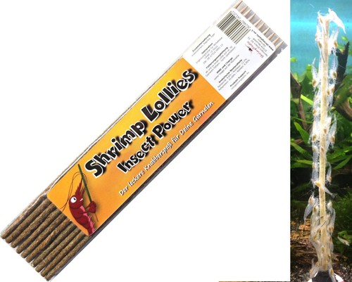 Shrimp lollies insect - insect, /