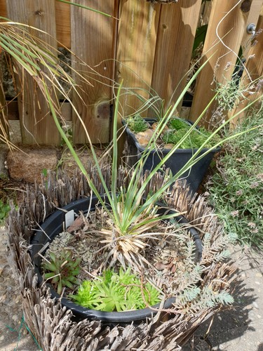 Yucca elata lake - powell,