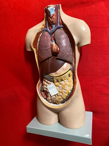 Original somso torso modell - modell,
