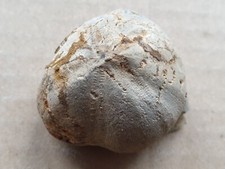 Micraster sp. - Oberkreide -