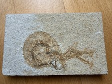 Knochenfisch - Solnhofener