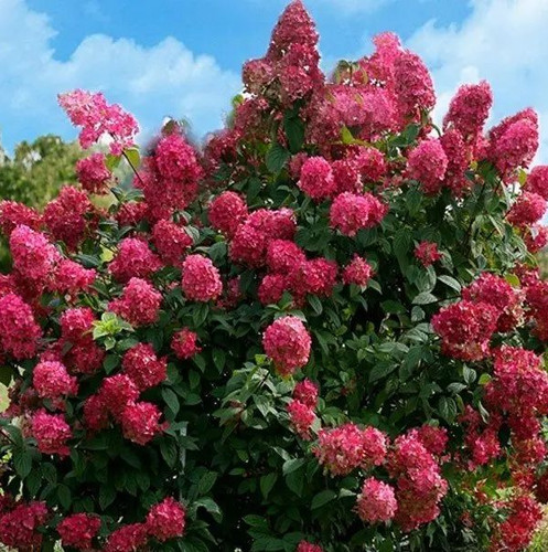 Hortensie mega mindy - mega,