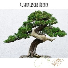 Bonsai-Samen Australische