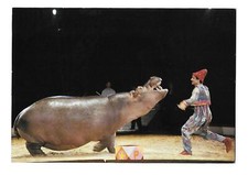 Konvolut 14 AK ZIRKUS KRONE