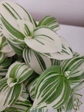 2×Tradescantia Brightness