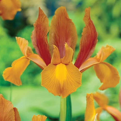 Blumenzwiebeln zwiebeln iris - blumenzwiebeln,