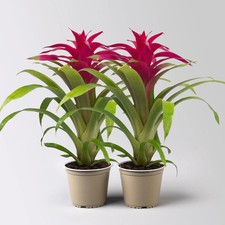Guzmania 'Deseo Pink', pink