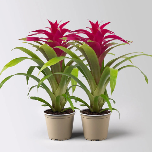 Guzmania deseo pink - 'deseo, pink',