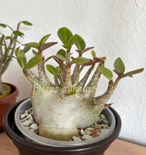Adenium arabicum godji - adenium,