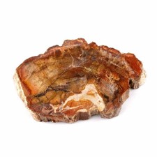 versteinertes Holz Ø 77 mm Scheibe Platte ca. 72 g / Fundort Indonesien