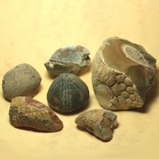 6 Seeigel-Fossilien Galerites