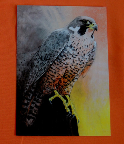 Postkarten wanderfalke loes - 1x,