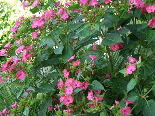 Samen wunderblume mirabilis - 30,