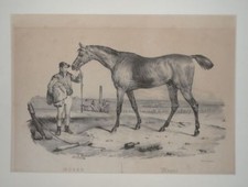 Moser Herzog York - Adrien -