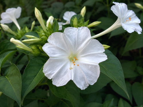 Samen weiße wunderblume - samen,