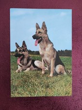  alte Hundepostkarte Michel Kunstverlag ? DEUTSCHER SCHÄFERHUND ? AK HUND 