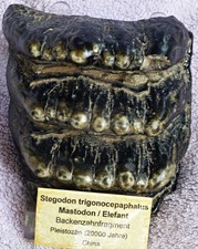 Stegodon / Mastodons Elefant