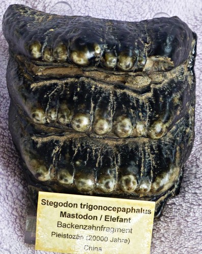 Stegodon mastodons elefant - /,