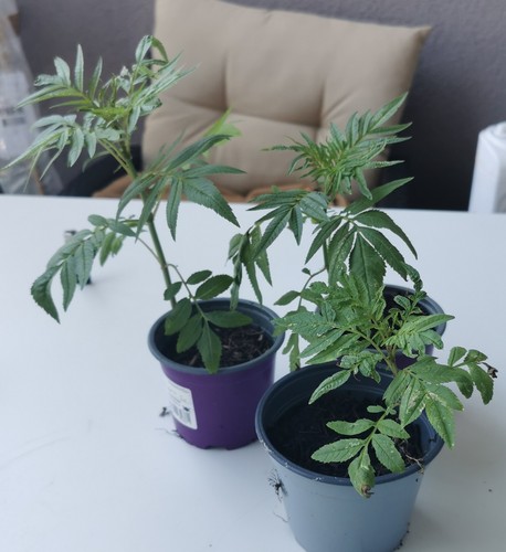 Tagetes minuta huacatay - tagetes, "huacatay"