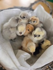 Bruteier  von meinen