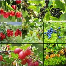  Johannisbeere, Stachelbeere Hochstamm 70cm in verschiedenen Farben u. Sorten