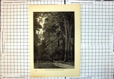 Antiker alter Druck Turm Merton von Garten Bäume Bank Weg Laub 165J