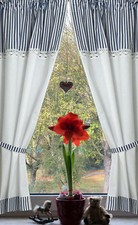 Landhaus Gardine Set 2St weiß blau gestreift Spitze 140x75Gesamt150cm+2 Bänder
